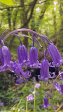 Vertical-Video-Close-Up-Of-Woodland-With-Bluebells-Growing-In-UK-Countryside